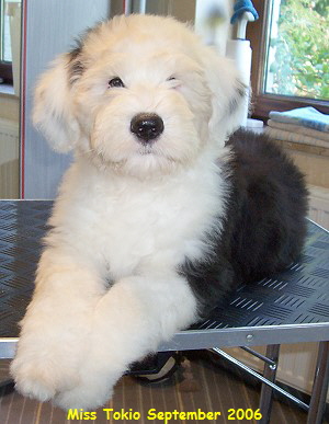 Miss Tokio September 2006