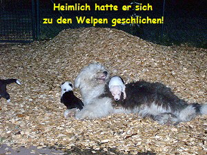Heimlich hatte er sich
zu den Welpen geschlichen!