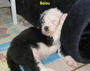 Balou