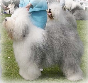 Romeo - Euro-Show Italien 2006