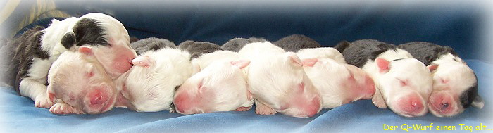 Q-Wurf 1 Tag alt...