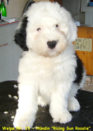 Welpe Nr. 10 - Hndin 