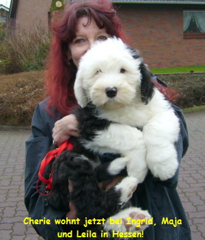 Cherie wohnt jetzt bei Ingrid, Maja
und Leila in Hessen!