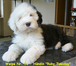 Welpe Nr. 11 - Hndin 