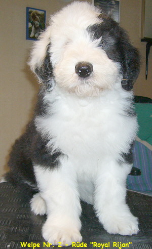 Welpe Nr. 2 - Rde 