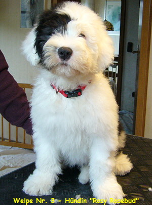 Welpe Nr. 3 - Hndin 