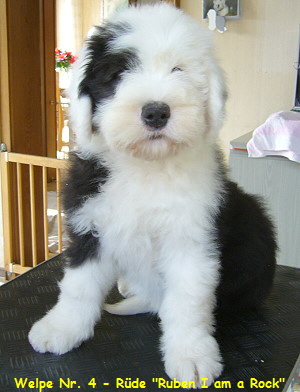 Welpe Nr. 4 - Rde 