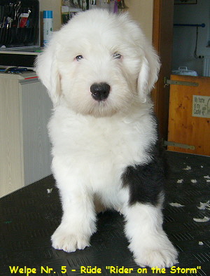 Welpe Nr. 5 - Rde 