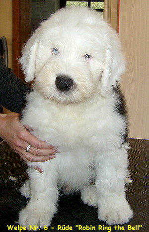 Welpe Nr. 6 - Rde 