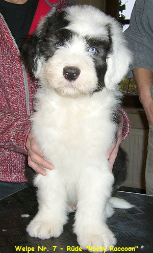 Welpe Nr. 7 - Rde 