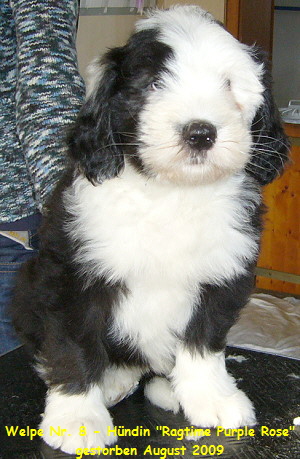 Welpe Nr. 8 - Hndin 