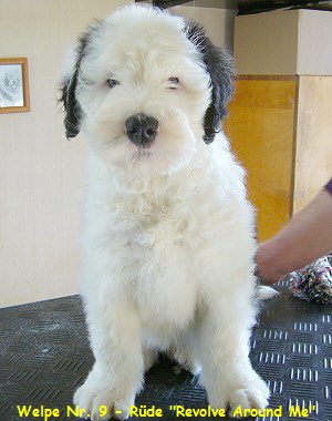 Welpe Nr. 9 - Rde 