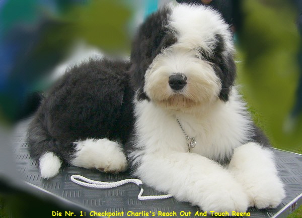 Die Nr. 1: Checkpoint Charlie's Reach Out And Touch Reena