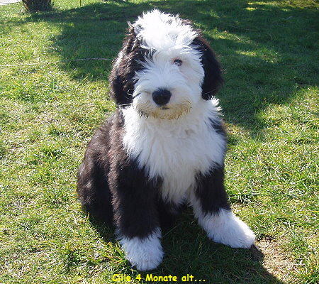 Cille 4 Monate alt...