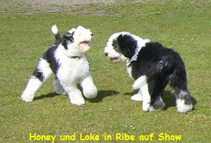 Honey und Loke in Ribe auf Show