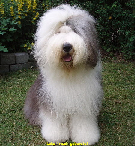 Loke frisch gebrstet