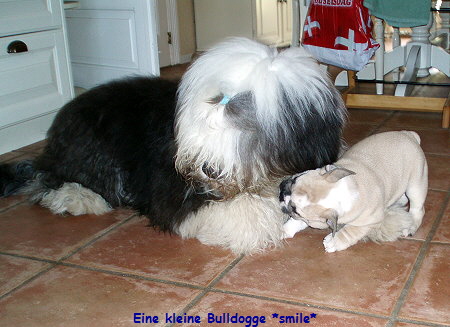 Eine kleine Bulldogge *smile*