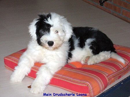 Mein Drudscherle Loona