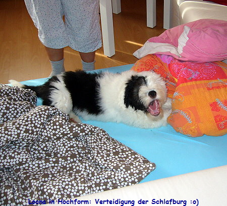 Loona in Hochform: Verteidigung der Schlafburg :o)