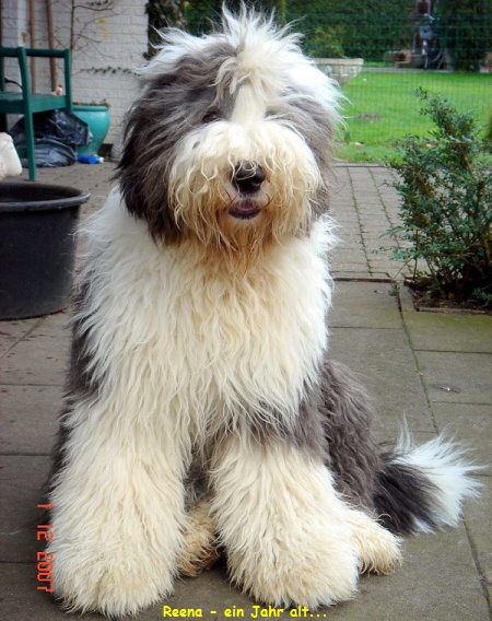 Reena - ein Jahr alt...