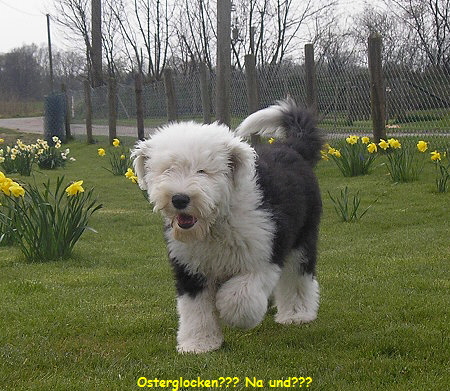 Osterglocken??? Na und???