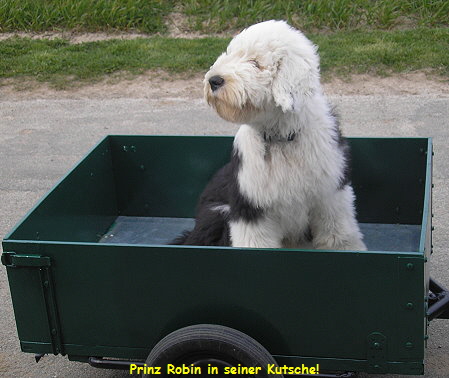 Prinz Robin in seiner Kutsche!