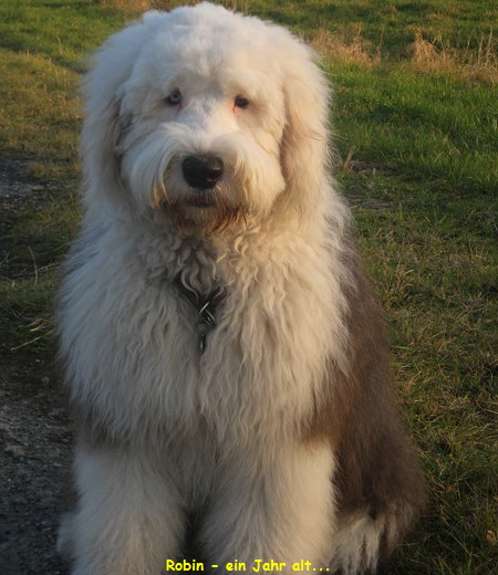Robin - ein Jahr alt...