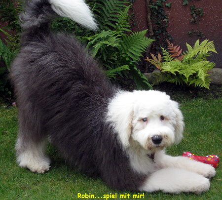 Robin...spiel mit mir!