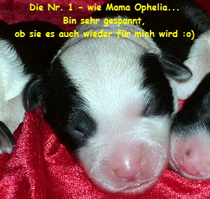 Die Nr. 1 - wie Mama Ophelia...
Bin sehr gespannt,
ob sie es auch wieder fr mich wird :o)
