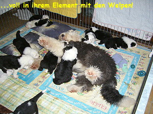...voll in ihrem Element mit den Welpen!