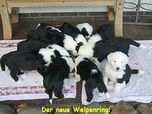 Der neue Welpenring!