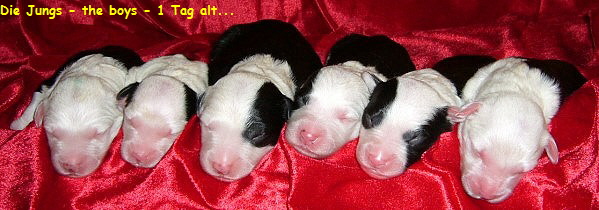 Die Jungs - the boys - 1 Tag alt...