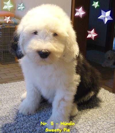 Nr. 5 - Hndin
Sweety Pie