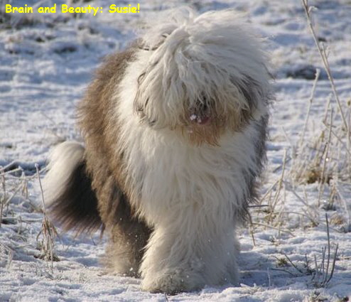 Brain and Beauty: Susie!