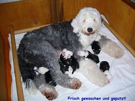 Frisch gewaschen und geputzt!