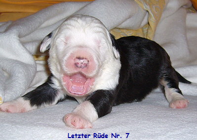 Letzter Rde Nr. 7