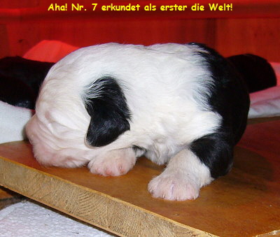 Aha! Nr. 7 erkundet als erster die Welt!