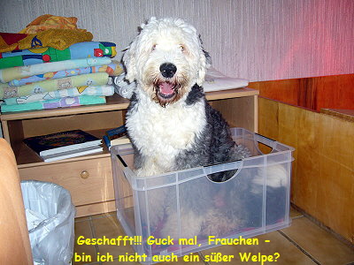 Geschafft!!! Guck mal, Frauchen - 
bin ich nicht auch ein ser Welpe?