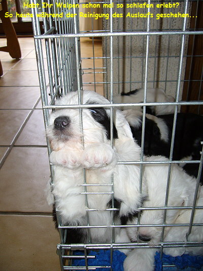 Habt Ihr Welpen schon mal so schlafen erlebt?
So heute whrend der Reinigung des Auslaufs geschehen...