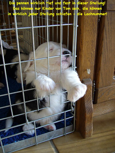 Die pennen wirklich tief und fest in dieser Stellung!
Das knnen nur Kinder von Tom sein, die knnen
in wirklich jeder Stellung schlafen - die Lachnummer!