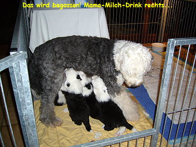 Das wird begossen! Mama-Milch-Drink rechts...