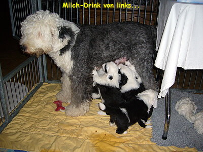 Milch-Drink von links...