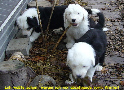 Ich wute schon, warum ich nix abschneide vorm Winter!