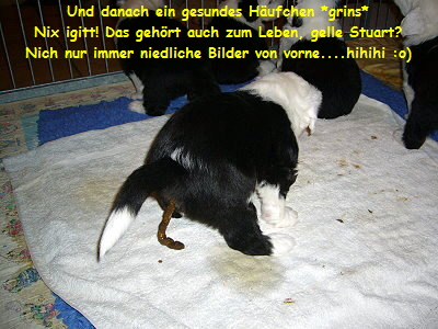 Und danach ein gesundes Hufchen *grins*
Nix igitt! Das gehrt auch zum Leben, gelle Stuart?
Nich nur immer niedliche Bilder von vorne....hihihi :o)