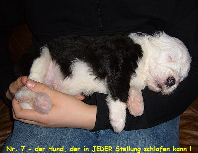 Nr. 7 - der Hund, der in JEDER Stellung schlafen kann !