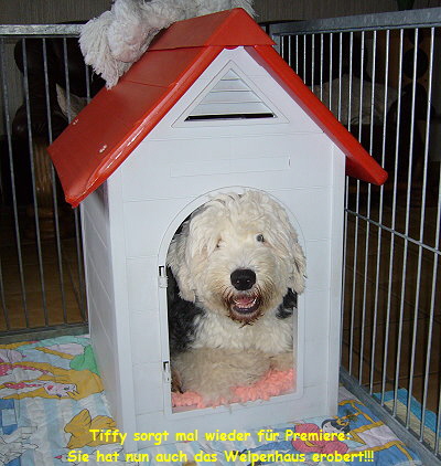 Tiffy sorgt mal wieder fr Premiere:
Sie hat nun auch das Welpenhaus erobert!!!