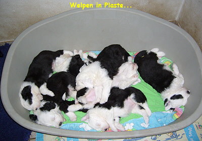 Welpen in Plaste...