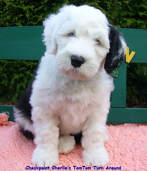 Checkpoint Charlies TomTom Turn Around