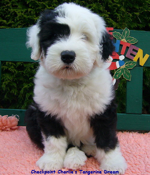 Checkpoint Charlies Tangerine Dream