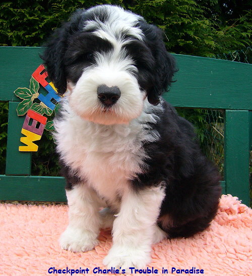 Checkpoint Charlies Trouble in Paradise